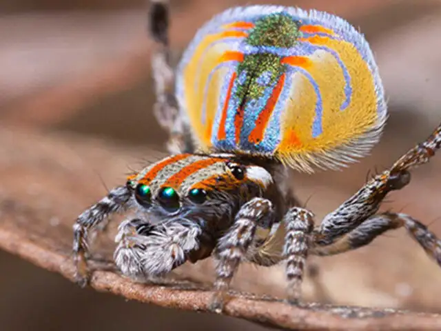 VIDEO: descubren nueva especie de araña que caza a sus presas “como un gato”