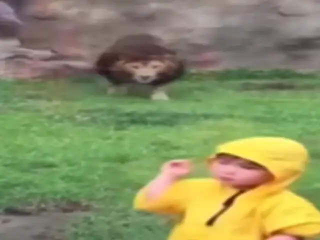 VIDEO: así fue el feroz ataque de un león a un niño en un zoológico de Japón