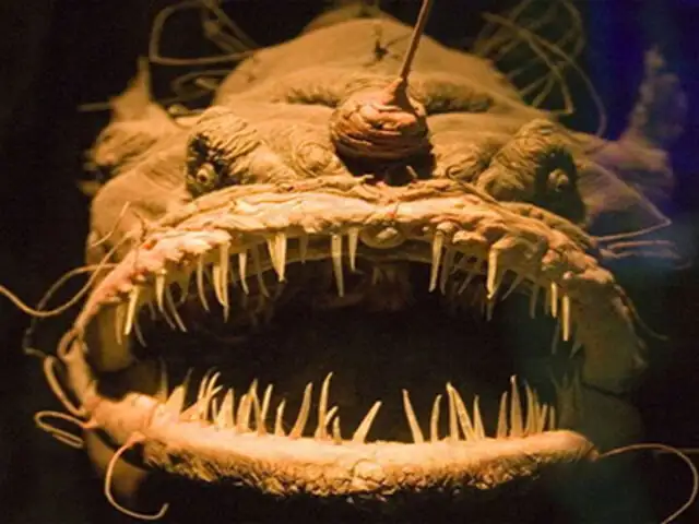 FOTOS: los 5 peces más terroríficos de las profundidades del océano