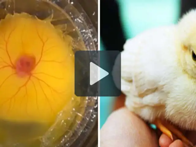VIDEO: escolares japoneses logran el nacimiento de un pollo fuera del huevo
