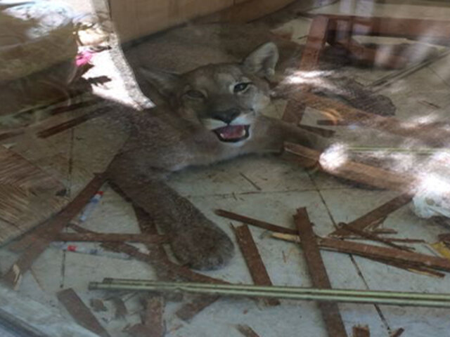 FOTOS: un puma se metió en la casa de una familia y no te imaginas lo que provocó