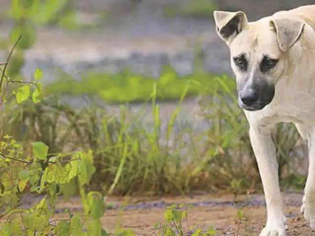 FOTOS: cazan e incineran a decenas de perros callejeros