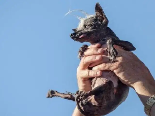 EEUU: premian al perro más feo del mundo