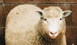 Se cumplen 20 años de la clonación de la oveja Dolly