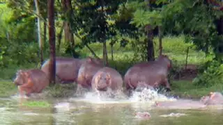 ¿Qué pasó con los hipopótamos de Pablo Escobar?