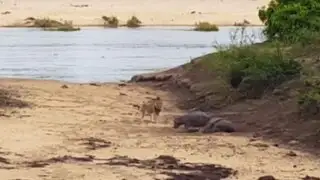 VIDEO: bebé hipopótamo defiende a su madre del ataque de un león