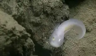 YouTube: científicos registran por primera vez a un ‘pez fantasma’