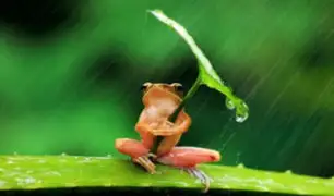Captan a pequeña rana 'inteligente' que usa hoja como paraguas