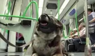 España: Perros pueden viajar en Metro de Madrid