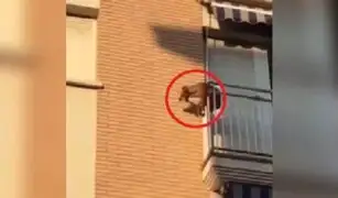 España: perro se lanza de un balcón tras pasar horas sin agua ni comida