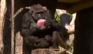 Inglaterra: gorilas comen helados de fruta por intensa ola de calor