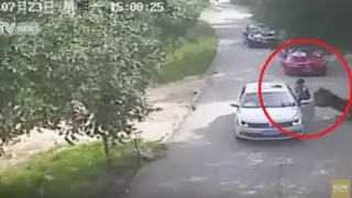 Mujer muere atacada por un tigre por salir de auto durante discusión con su amiga