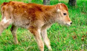 Conoce a Alma, el primer animal clonado en Perú