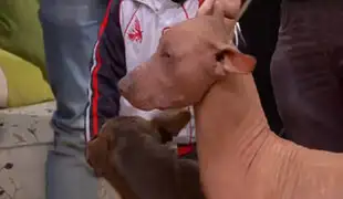 Perro sin pelo peruano fue presentado así en programa de televisión de Chile