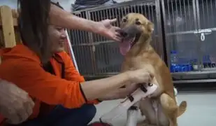 La alegría de un perro al recibir prótesis para sus patas delanteras