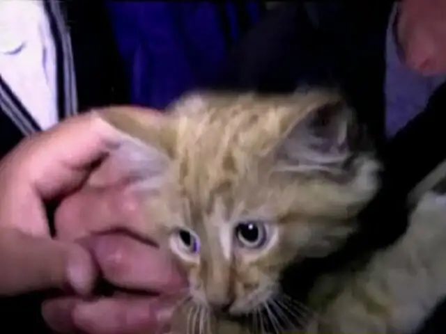 Chosica: bomberos rescatan a gato atrapado en enorme pino