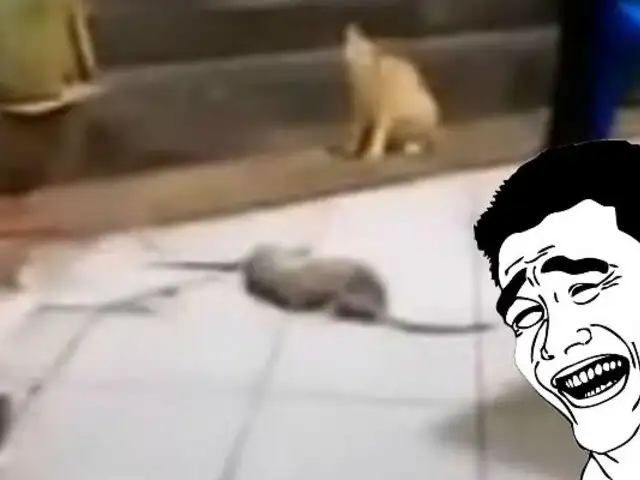 YouTube: Dos gigantescas ratas se pelean, un gato decide tomarse el día y alentar [VIDEO]