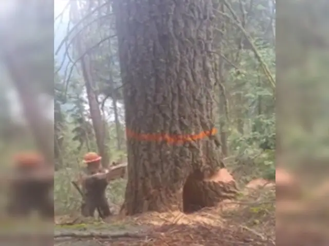 VIDEO: leñador salvó de ser aplastado por árbol mientras lo talaba