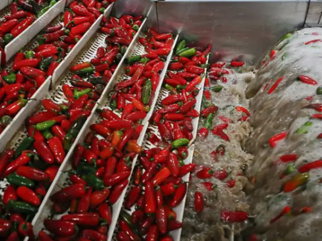 México: Escándalo por foto de empleados orinando sobre chiles en fábrica de enlatados