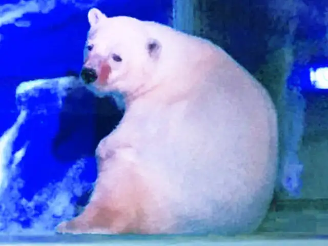 El oso polar más triste del mundo, vive en un centro comercial en China