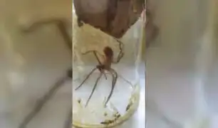 YouTube: Una peculiar araña se ‘venda’ su pata rota [VIDEO]