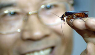 La cucaracha: El animal más odiado podría salvar a la humanidad