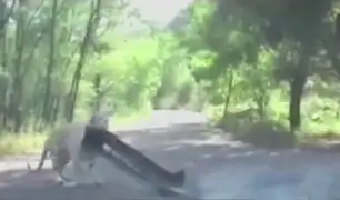 Tigre atacó a pareja en un safari de China