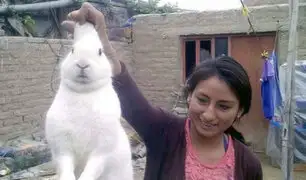 Huaura: Este conejo escapaba de su casa para consumir marihuana [FOTOS]