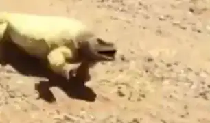 YouTube: Un pequeño lagarto muestra lo terrible que es el calor en el desierto de Arabia Saudita [VIDEO]