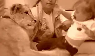 YouTube: León ataca a una bebé durante programa en vivo en México [VIDEO]