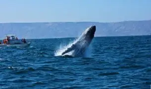 Avistamiento de ballenas, principal atractivo turístico en Piura