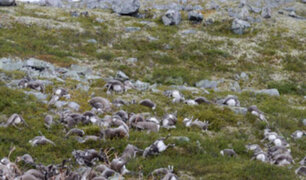 Noruega: tormenta eléctrica mata a 300 renos