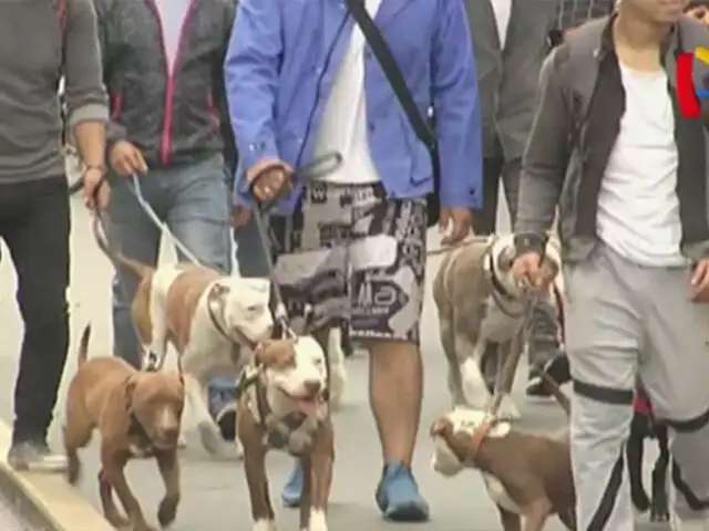 Realizan caminata en defensa de perros pitbull