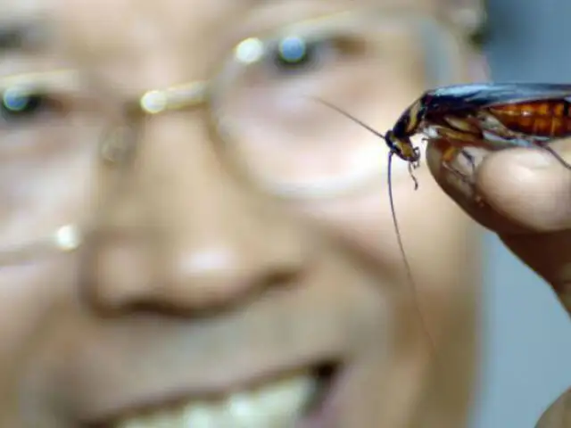 La cucaracha: El animal más odiado podría salvar a la humanidad