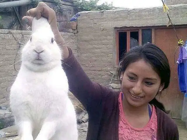Huaura: Este conejo escapaba de su casa para consumir marihuana [FOTOS]