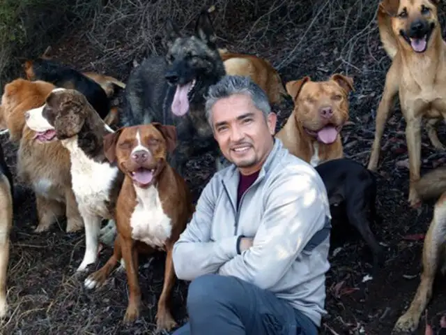 México: “Encantador de perros” regresa para ayudar a los canes callejeros