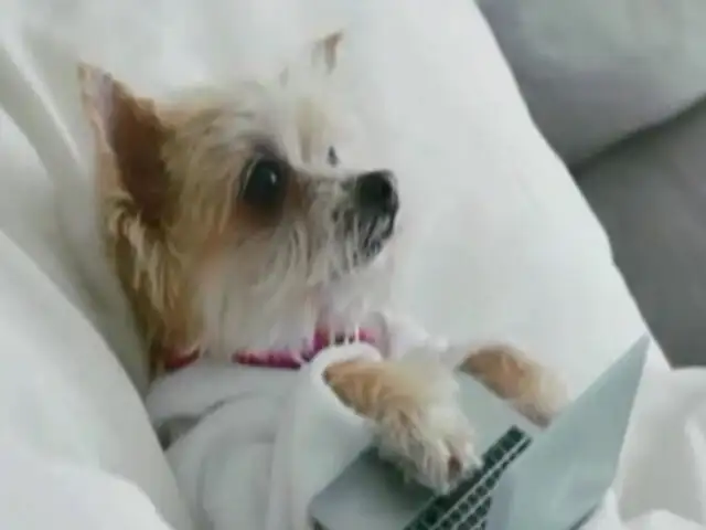 VIDEO: enternecedora historia de la perrita más famosa en redes sociales