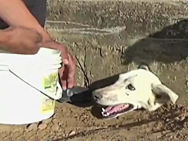 Tarapoto: Rescatan a perrita trapada en hueco de cuneta
