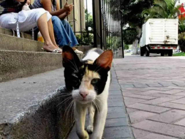 Parque Kennedy: activistas dirigen campaña de adopción de gatos