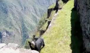 Machu Picchu: oso de anteojos sorprende a turistas