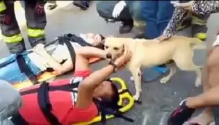 Colombia: perro socorre a su dueño herido tras accidente