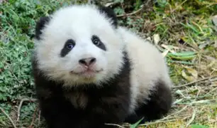 Panda gigante dejó de estar en peligro de extinción [FOTOS]