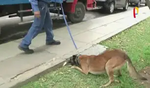 Brigada canina detecta origen de fallas eléctricas tras apagones