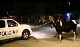 Una vaca fue detenida por la policía en Tarapoto por asustar a los pobladores