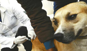 Este sábado y domingo se realiza campaña de vacunación de perros a nivel nacional