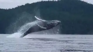 Enorme ballena sorprendió a kayakistas a pocos metros de distancia
