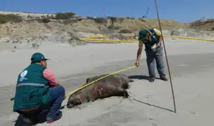 Serfor: confirman hallazgo de 39 lobos marinos muertos en playas de Talara