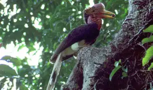 FOTOS: caza ilegal deja al borde de la extinción ave “marfil con alas”