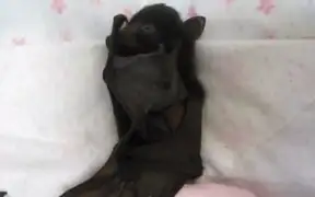VIDEO: cría de murciélago enternece a las redes sociales