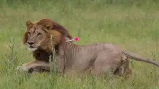 El extraño caso de las leonas de Botswana que se ‘convirtieron’ en machos